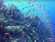 股票期权是什么及作用？一文讲清股票期权交易相关要点