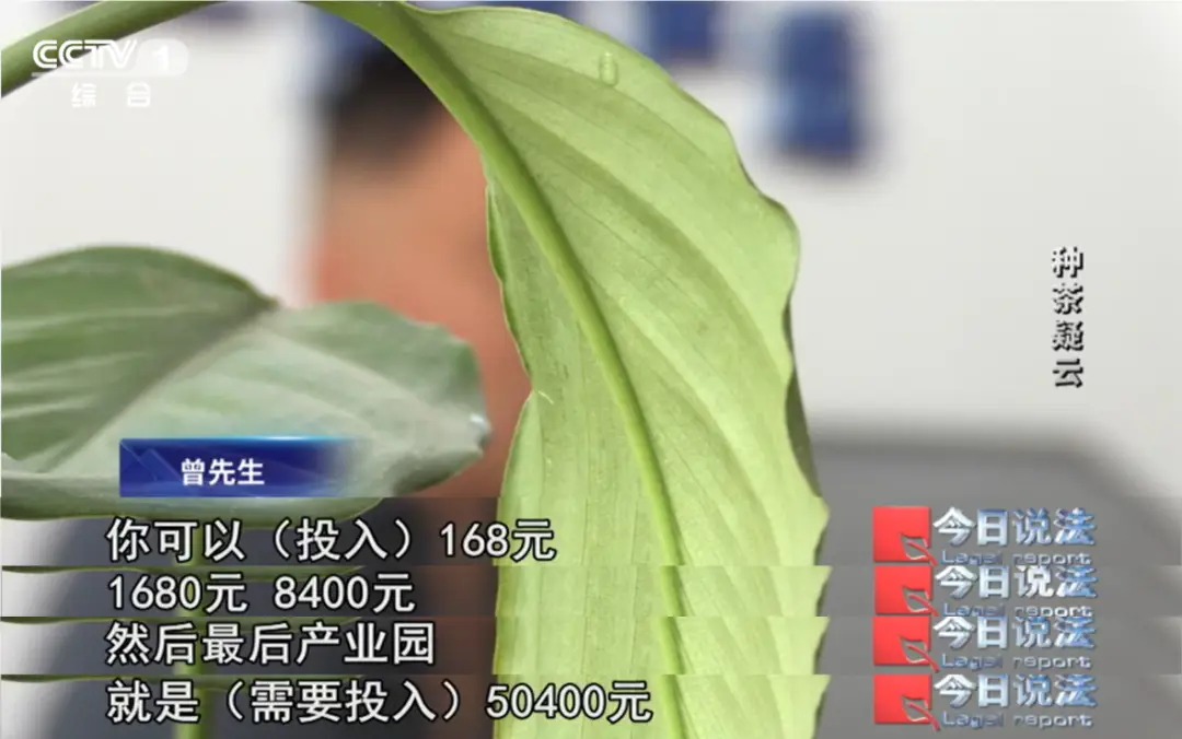 虚拟种茶投资_云端种茶骗局_云端理财安全吗