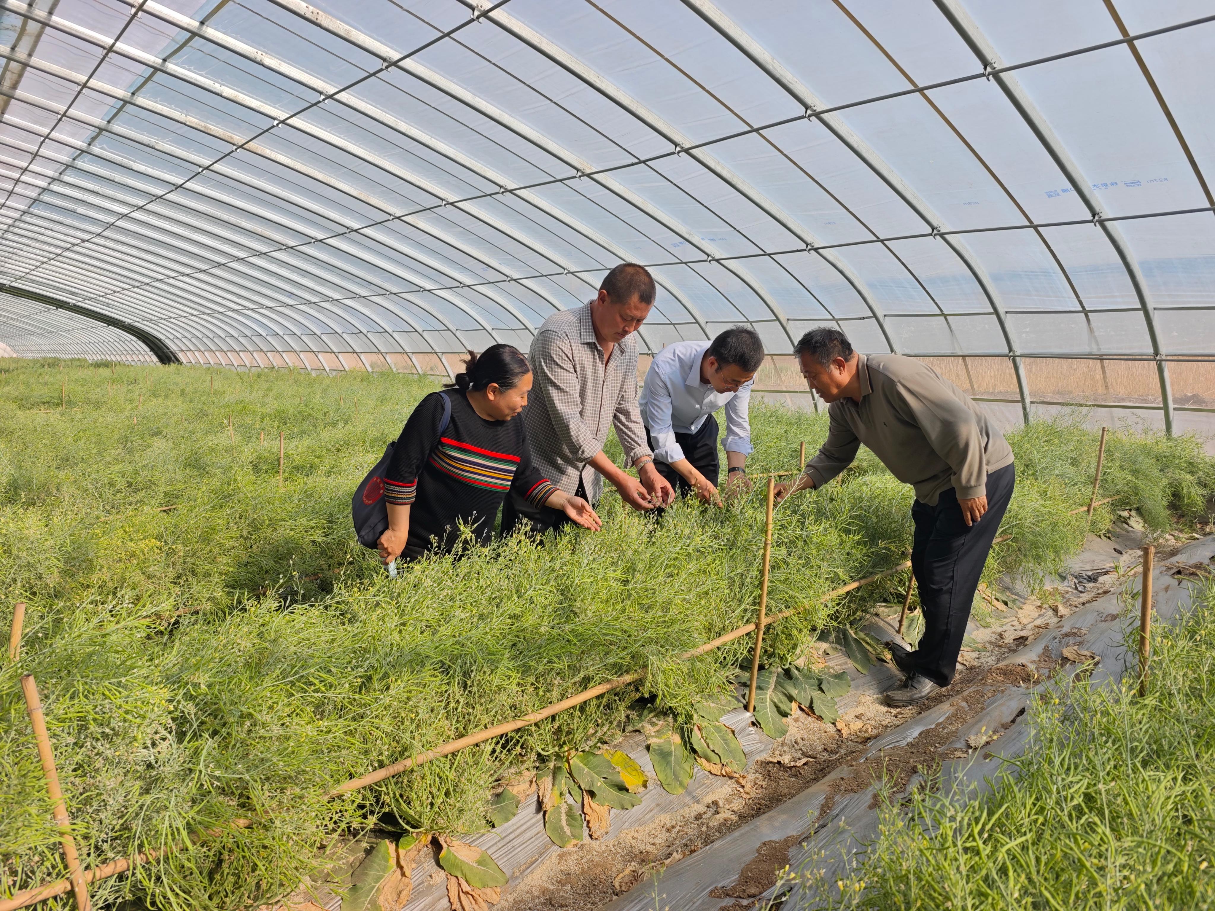 订单农业风险防控_武强县果蔬产业发展模式_种植专业合作社贷款