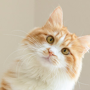 权证和股票期权的区别_公司股权转让流程_股权转让协议怎么写